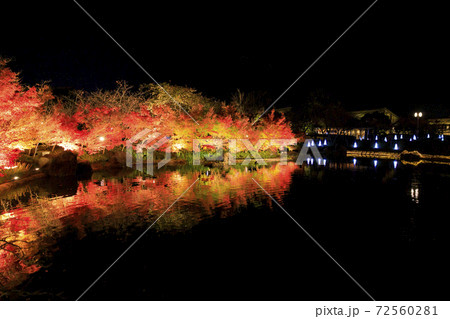 なばなの里　イルミネーション　 72560281