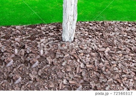 mulching with bark in a garden with a whitewashed tree trunk, closeup of a pile of bark shavings on a land environment. 72560317