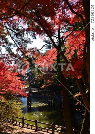 岡崎 東公園の紅葉 岡崎 東公園の紅葉 72560524