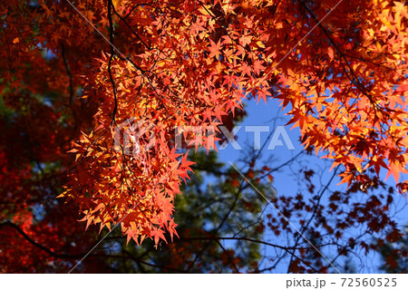 岡崎 東公園の紅葉 岡崎 東公園の紅葉 72560525