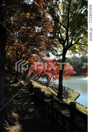 岡崎　東公園の紅葉 72560566