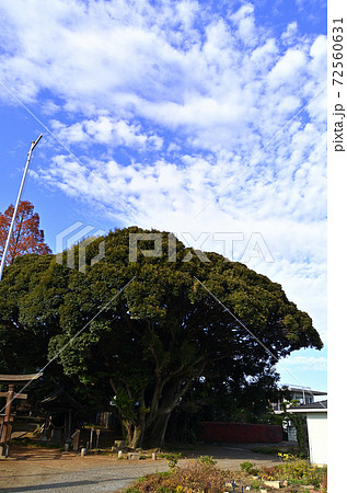パワースポット 埼玉県桶川市の多氣比売神社の社叢の写真素材