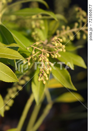 Japanese pieris Purity 72560677