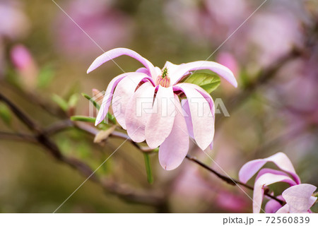 Magnolia spring flowers Magnolia spring flowers 72560839