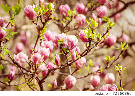 Magnolia spring flowers Magnolia spring flowers 72560866