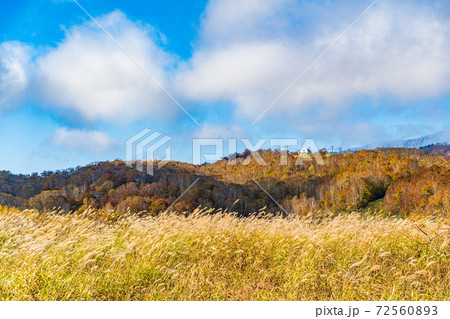 (新潟県湯沢町)苗場ドラゴンドラ 山頂駅付近の景色 紅葉期 (新潟県湯沢町)苗場ドラゴンドラ 山頂駅付近の景色 紅葉期 72560893