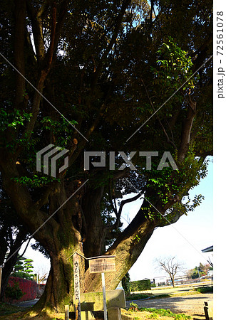 パワースポット 埼玉県桶川市の多氣比売神社の大椎の木の写真素材