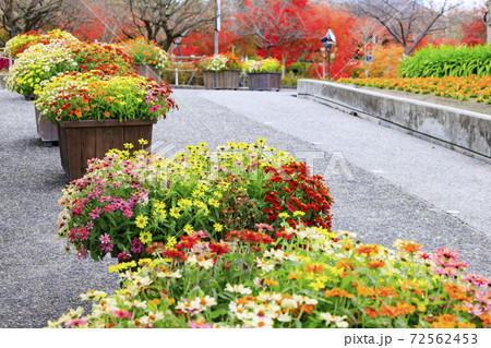 なばなの里　紅葉と秋の花々 72562453
