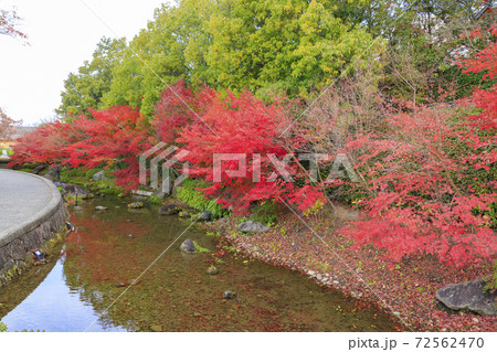 なばなの里　紅葉と秋の花々 72562470