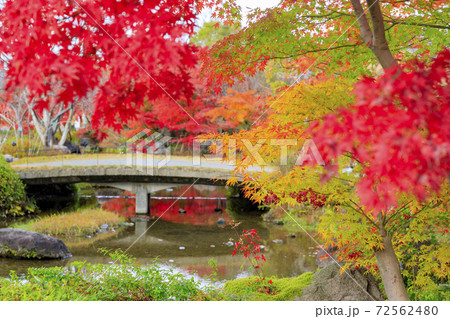 なばなの里　紅葉と秋の花々 72562480