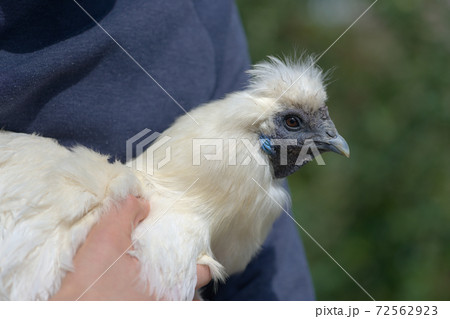 Softer image of a white silkie chicken being held, focus on feathers Softer image of a white silkie chicken being held, focus on feathers 72562923