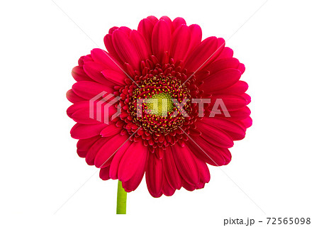 beautiful gerbera flowers isolated beautiful gerbera flowers isolated 72565098