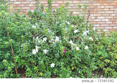 グリーン 壁 葉 72565582