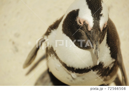 ケープペンギン ケープペンギン 72566508