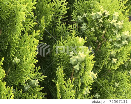 ゴールドクレストの実 72567131