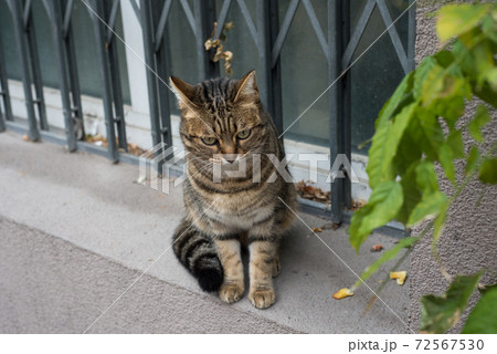 Portrait of stripped cat sitting at the window of house in the street Portrait of stripped cat sitting at the window of house in the street 72567530