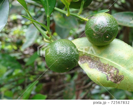 Calamondin or citrus microcarpa. Local south east Asian called it Limau Kasturi. Widely cultivated in Philippines.  72567832