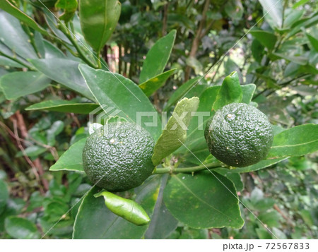 Calamondin or citrus microcarpa. Local south east Asian called it Limau Kasturi. Widely cultivated in Philippines.  72567833