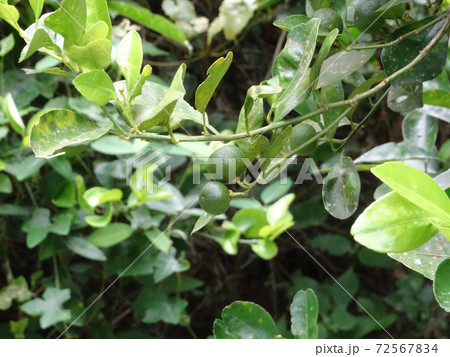 Calamondin or citrus microcarpa. Local south east Asian called it Limau Kasturi. Widely cultivated in Philippines.  72567834