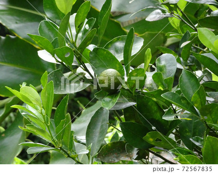 Calamondin or citrus microcarpa. Local south east Asian called it Limau Kasturi. Widely cultivated in Philippines.  72567835