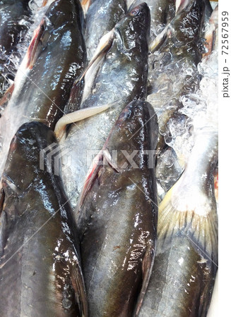 SEREMBAN, MALAYSIA -DECEMBER 12, 2016: Various types of fish are displayed on the table for sale in the market. The fish is mixed with ice to preserve its freshness. 72567959
