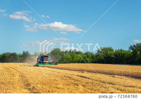 Scenic front view Big powerful industrial combine harvester machine reaping golden ripe wheat cereal field on bright summer or autumn day. Agricultural yellow field machinery landscape background Scenic front view Big powerful industrial combine harvester machine reaping golden ripe wheat cereal field on bright summer or autumn day. Agricultural yellow field machinery landscape background 72568760