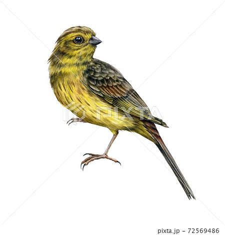 Yellowhammer bird watercolor realistic image. Hand drawn yellow song avian. Yellowhammer male on white background. Beautiful garden and forest europe common bird element. 72569486