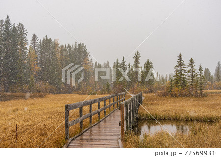 Snowing Policeman Creek Riverside Trail, Spring Creek Boardwalk in Late fall to early winter season. Town of Canmore, Alberta, Canada. 72569931