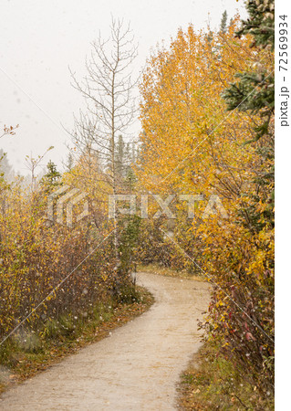Snowing Policeman Creek Riverside Trail, Spring Creek Boardwalk in Late fall to early winter season. Town of Canmore, Alberta, Canada. 72569934