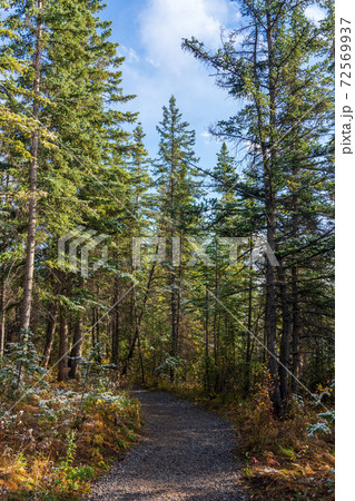 Snowing Policeman Creek Riverside Trail, Spring Creek Boardwalk in Late fall to early winter season. Town of Canmore, Alberta, Canada. Snowing Policeman Creek Riverside Trail, Spring Creek Boardwalk in Late fall to early winter season. Town of Canmore, Alberta, Canada. 72569937