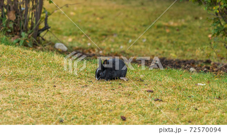 Close-up cute wild rabbits foraging in the grass. The Bunnies of Canmore, numerous feral rabbits that roam the town. Alberta, Canada. Close-up cute wild rabbits foraging in the grass. The Bunnies of Canmore, numerous feral rabbits that roam the town. Alberta, Canada. 72570094