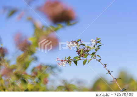 公園　低木　アベリア 72570409