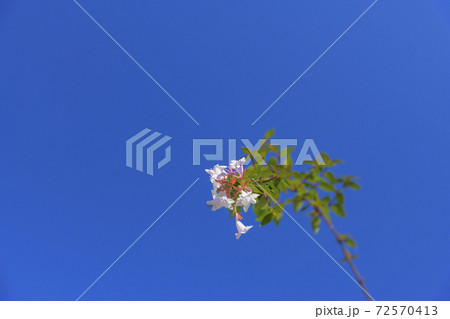 公園　低木　アベリア 72570413