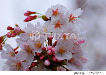 雨上がりの桜 雨上がりの桜 72570446