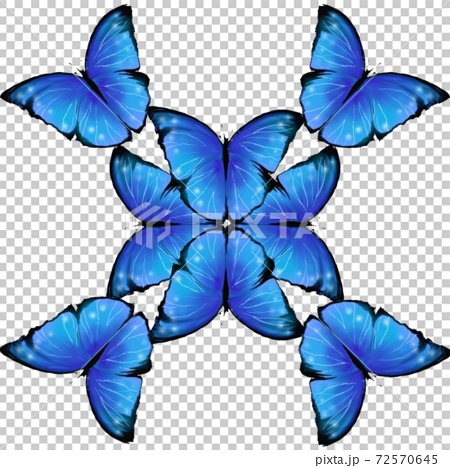 モルフォ蝶のパターンのイラスト素材