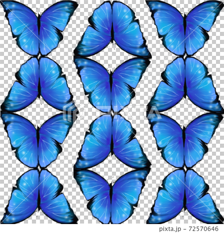 Morpho butterfly pattern 72570646
