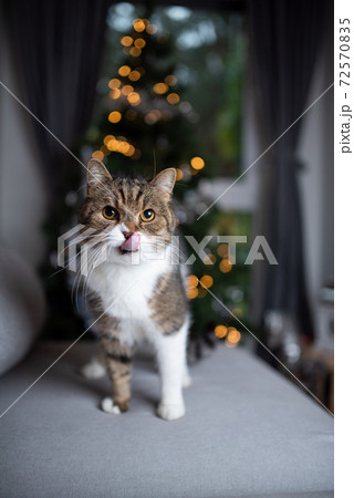 tabby white cat in front of christmas tree tabby white cat in front of christmas tree 72570835