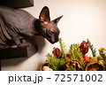 Black Cat Sphinx 72571002