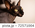 Black Cat Sphinx 72571004