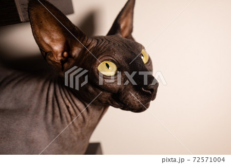 Black Cat Sphinx 72571004