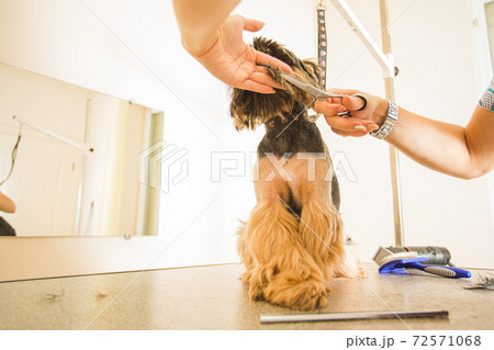 Making your dog glamour and stylish in grooming salon Making your dog glamour and stylish in grooming salon 72571068