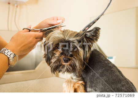 Not all dogs like professional grooming procedures Not all dogs like professional grooming procedures 72571069