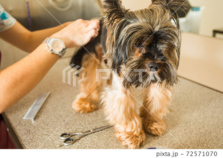 Portrait of lovely York terrier in grooming salon Portrait of lovely York terrier in grooming salon 72571070