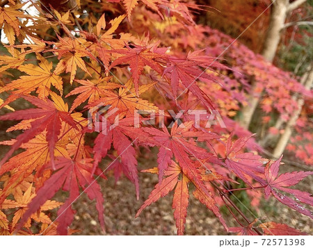 真赤な紅葉の葉 72571398