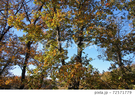 紅葉の狭山丘陵　冒険の森のコナラの林 72571779