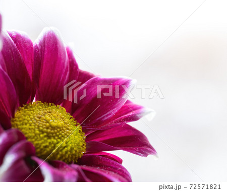 Wet chrysanthemum macro photo Wet chrysanthemum macro photo 72571821