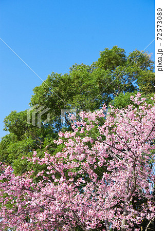 早春の河津桜	 72573089
