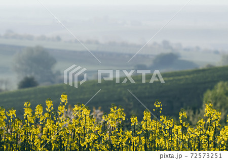Rapeseed spring flowers 72573251