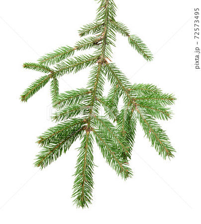 spruce branch with green needles isolated on white background spruce branch with green needles isolated on white background 72573495