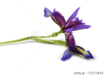 Purple flower of Iris graminea 72573644